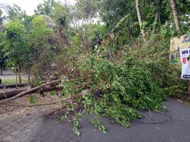 AKIBAT ANGIN KENCANG, POHON BERTUMBANGAN DI BEBERAPA LOKASI WILAYAH KALURAHAN NGAWU 