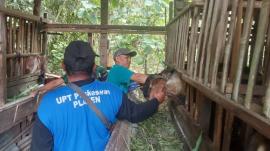 Kegiatan Yanduwan dan Vaksinasi PMK di Kalurahan Ngawu oleh UPT Puskeswan Playen