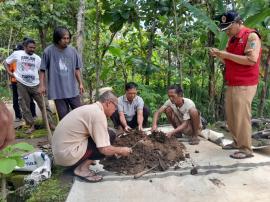 Tidak Mesti Harus Beli Urea bila tahu Pupuk ini